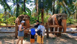 Elephant Camp