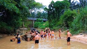 Elephant Experience in Krabi