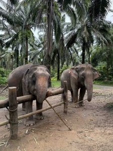 Special Elephant Packages