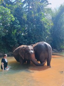 Ethical Elephant Experience in Krabi
