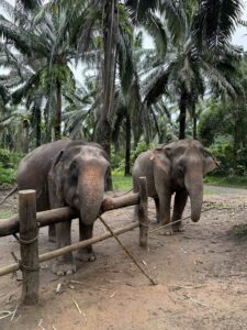 Our Elephants