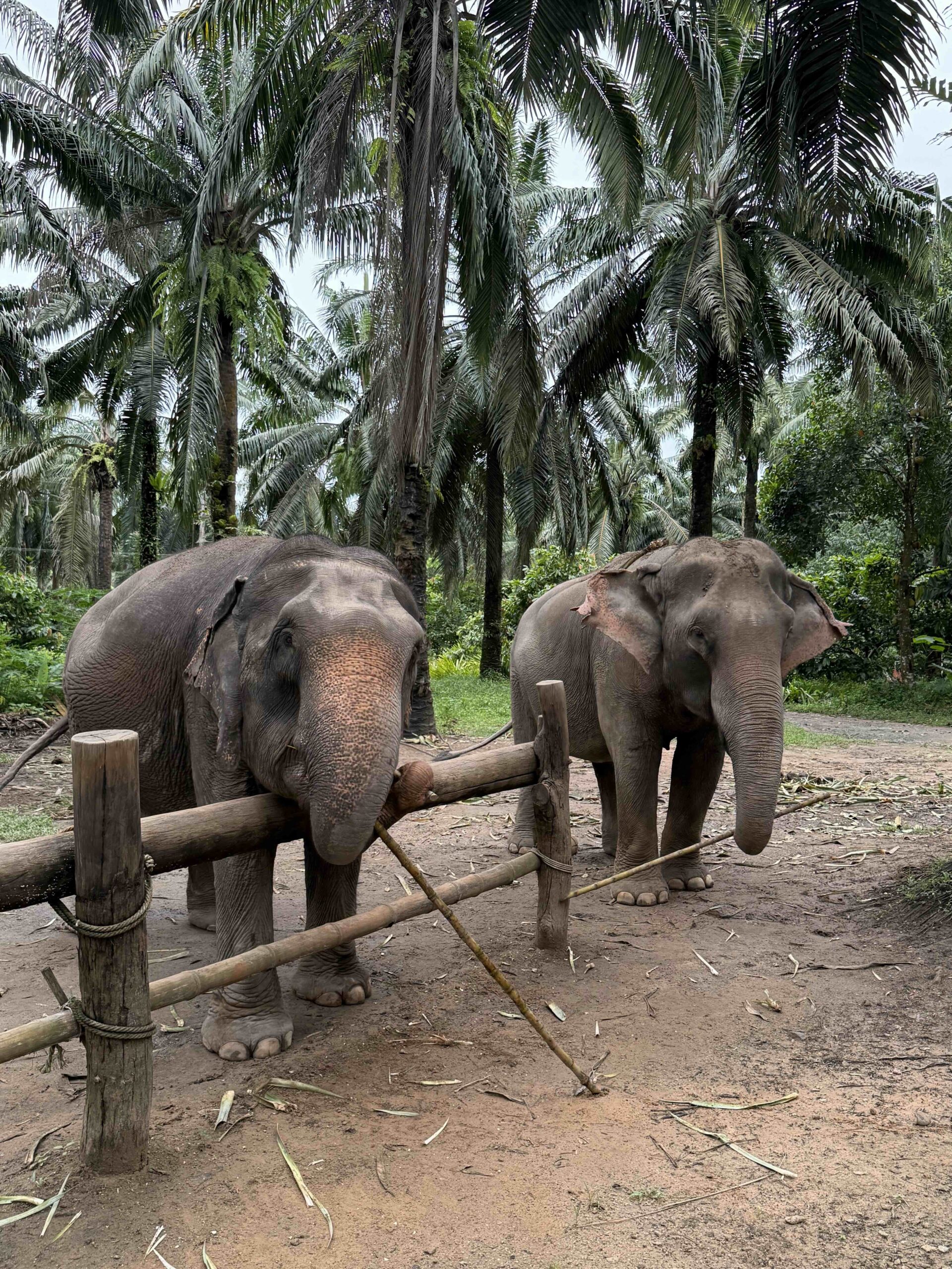 Our Elephants