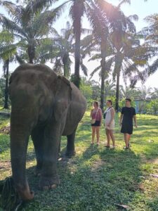 Elephant Experiences