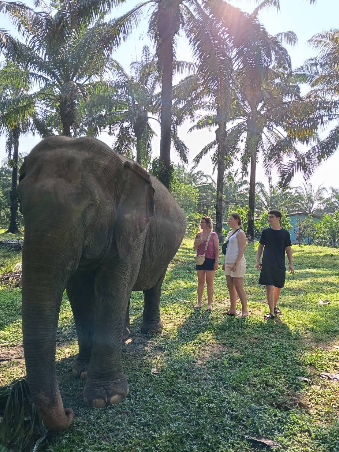 Elephant Experiences
